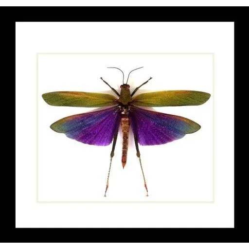 Bits and Bugs - Titanacris Albipes
