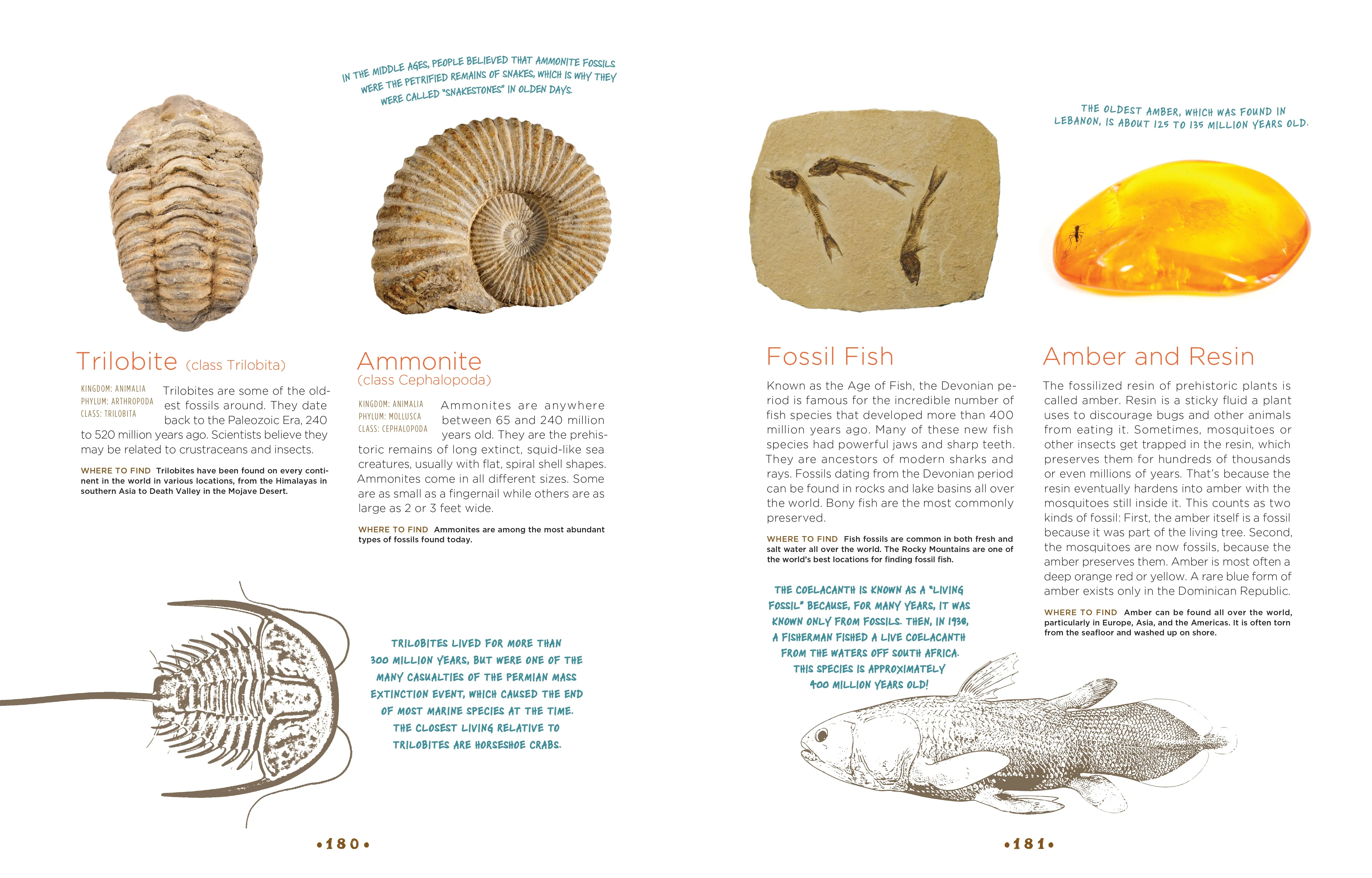 Cabinet of Curiosities
